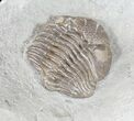 Long, Partially Enrolled Eldredgeops Trilobite - Ohio #50900-2